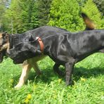 Lea und Buddy II