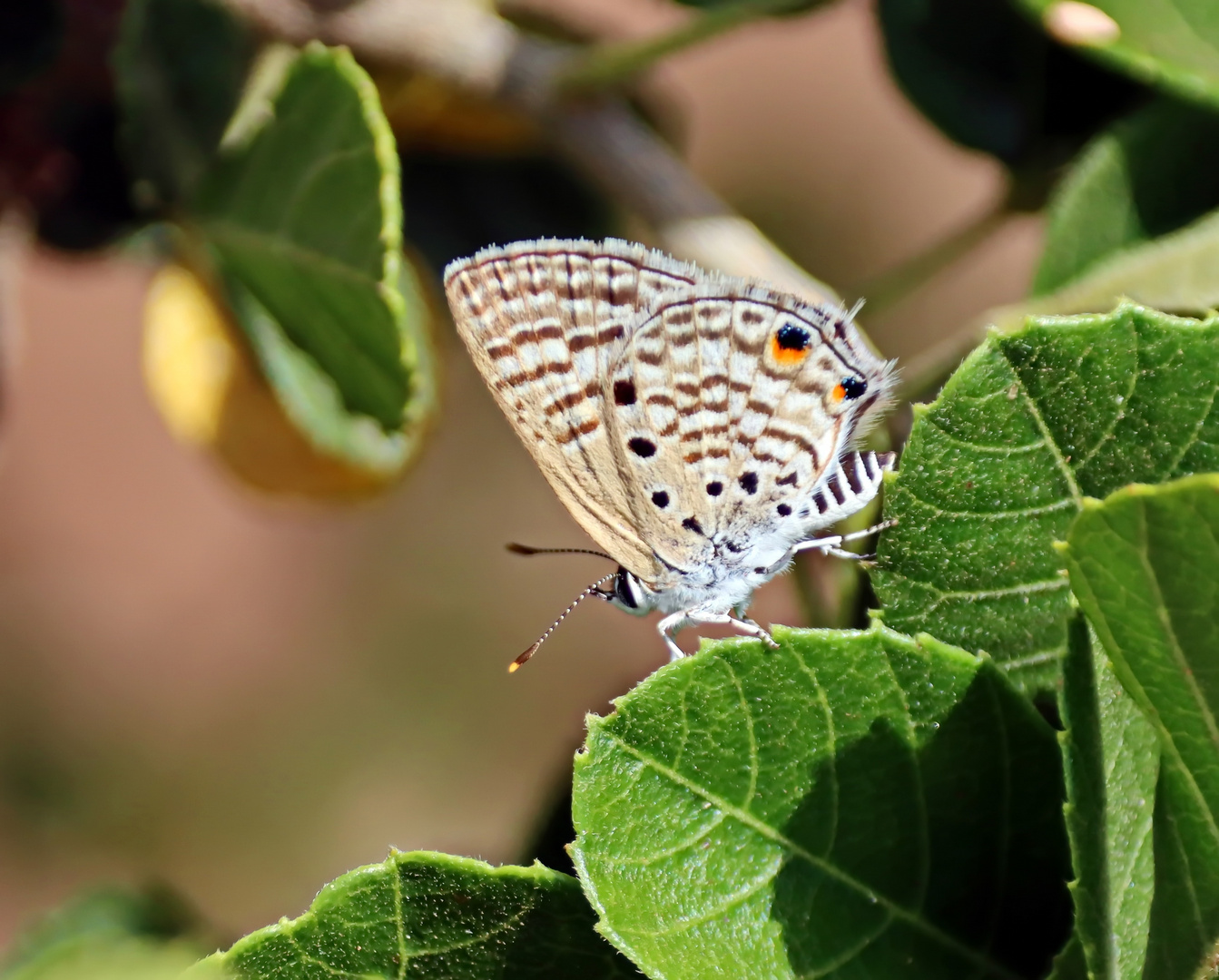 Leaden ciliate Blue