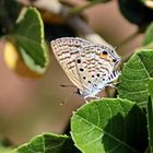 Leaden ciliate Blue