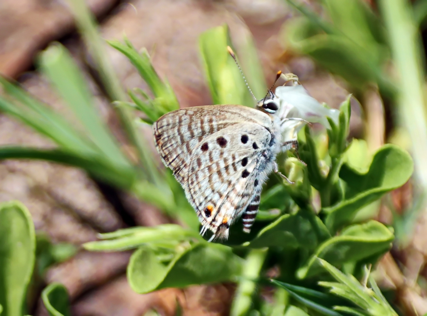 Leaden Ciliate Blue