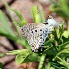 Leaden Ciliate Blue