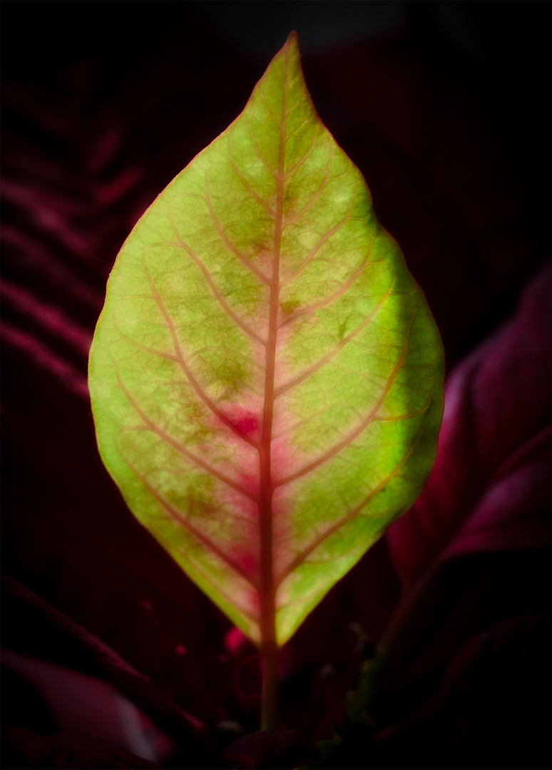 leaf