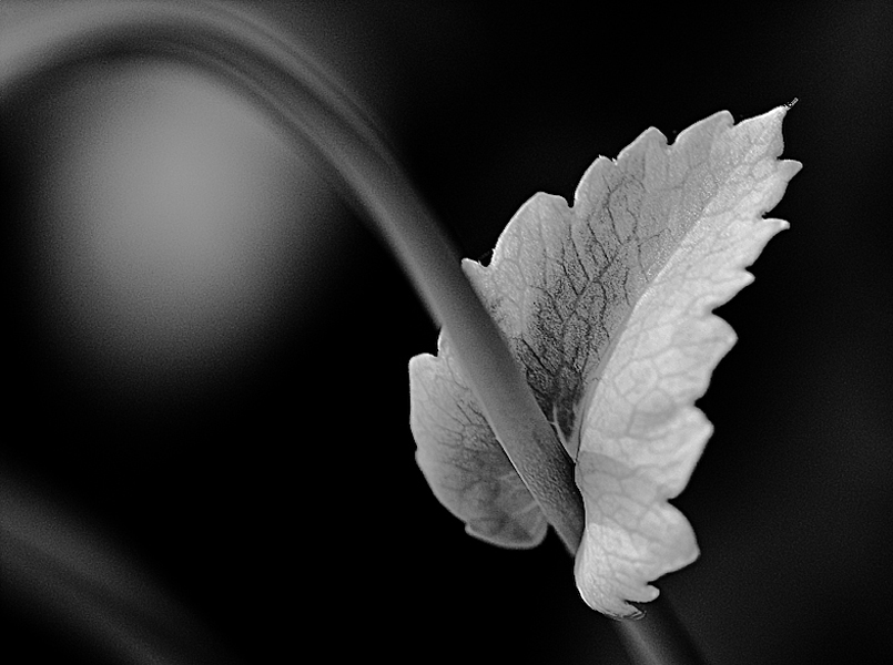 Leaf #03