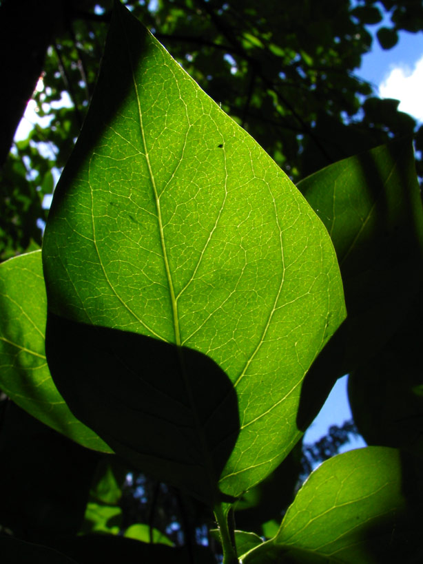 leaf