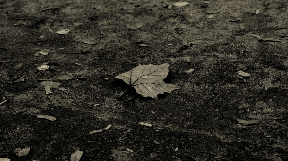 leaf.