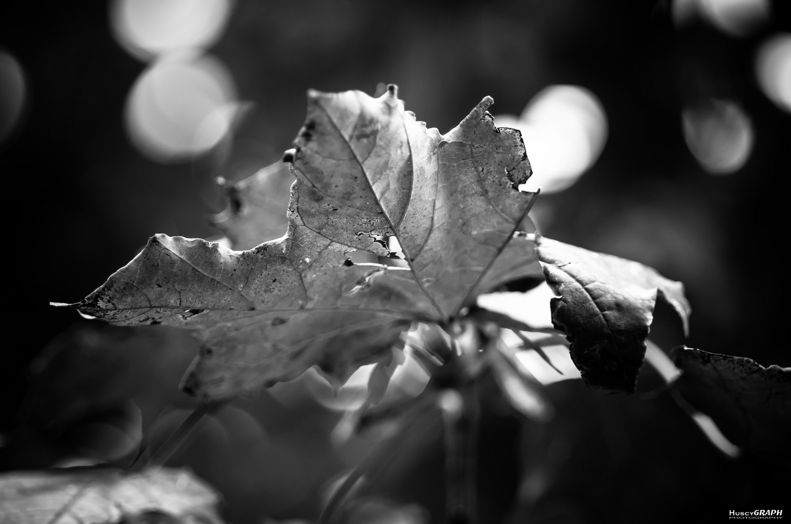 ...leaf...