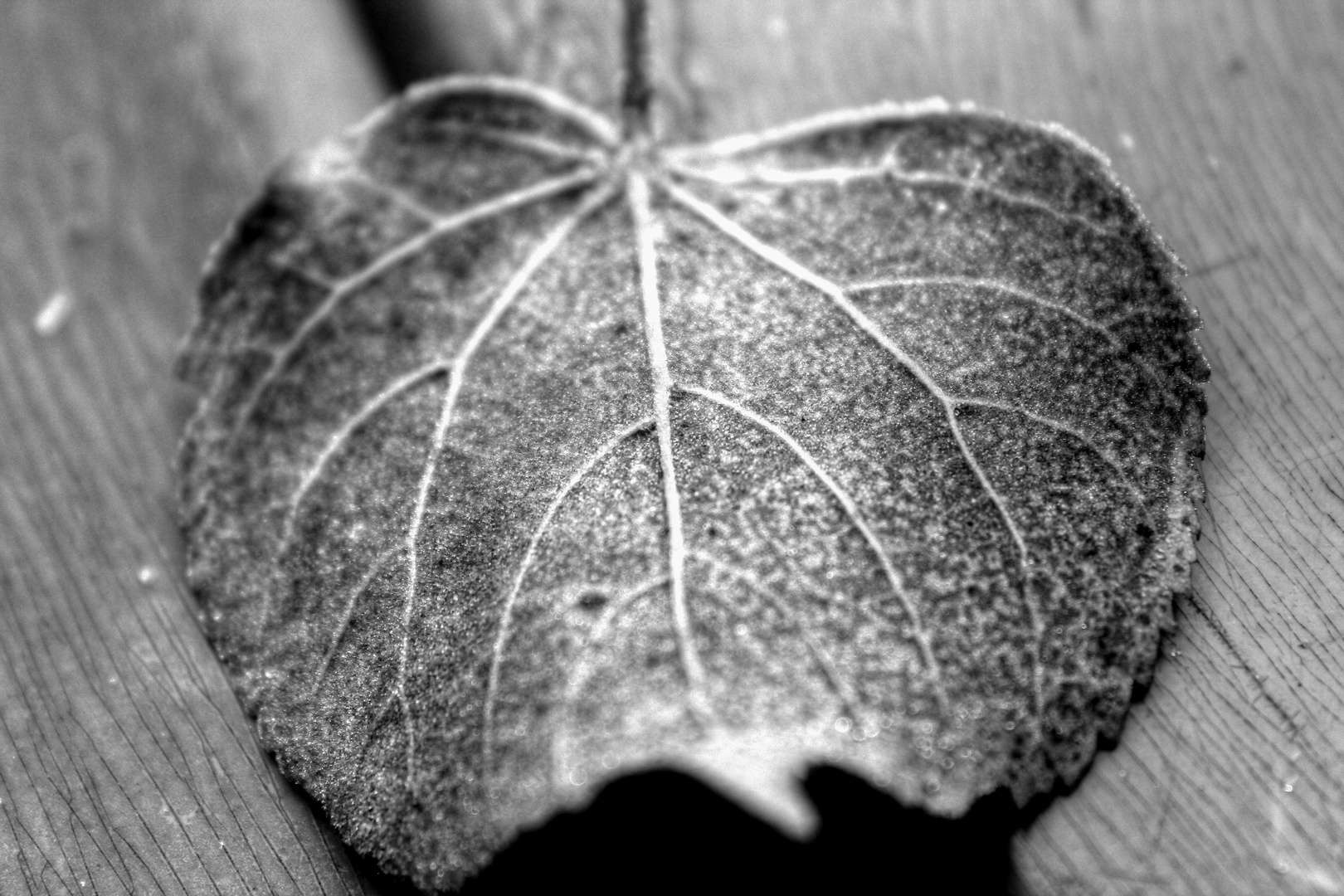 LeaF