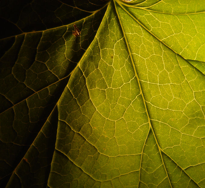 Leaf