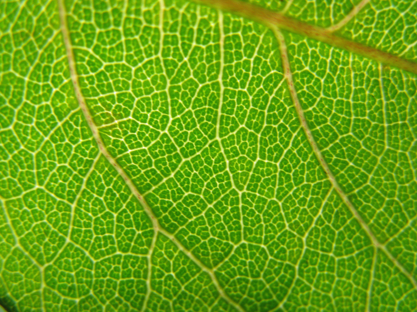 Leaf