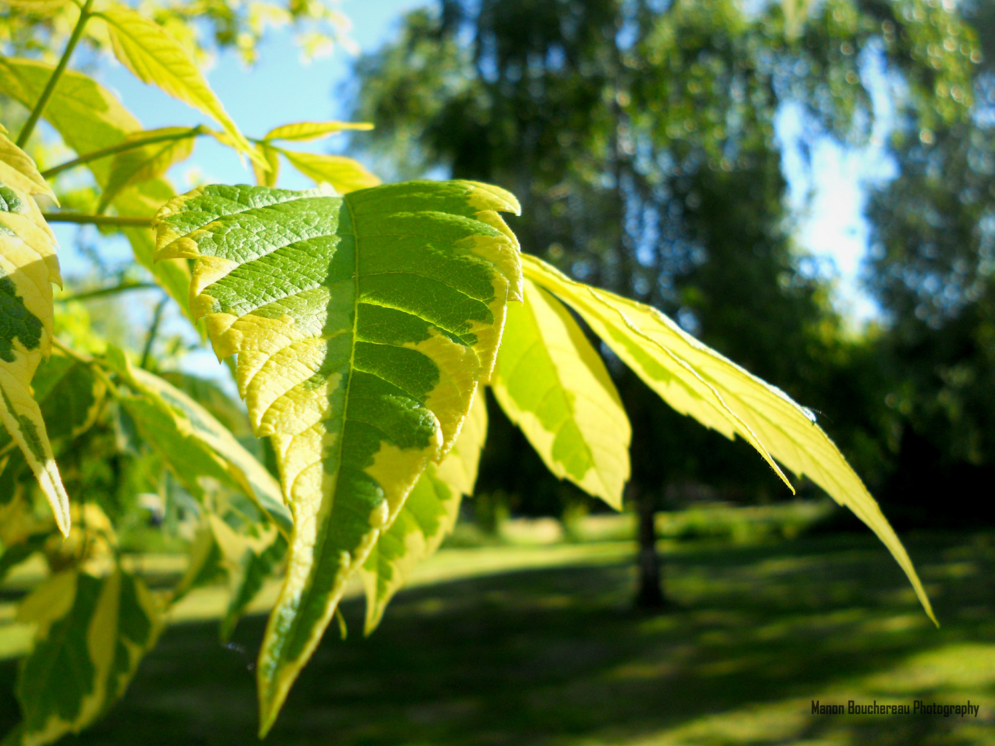 Leaf