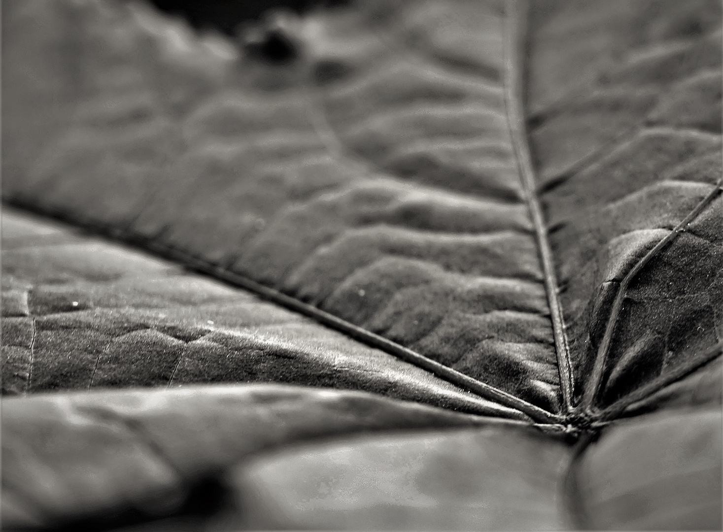 Leaf 5