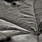 Leaf 5