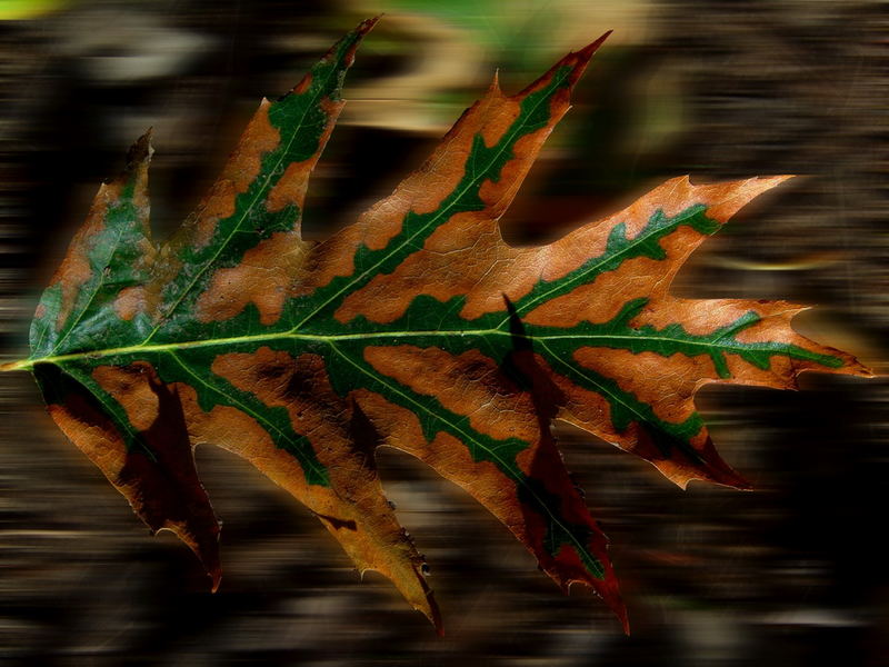 Leaf