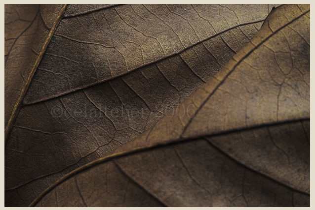 Leaf