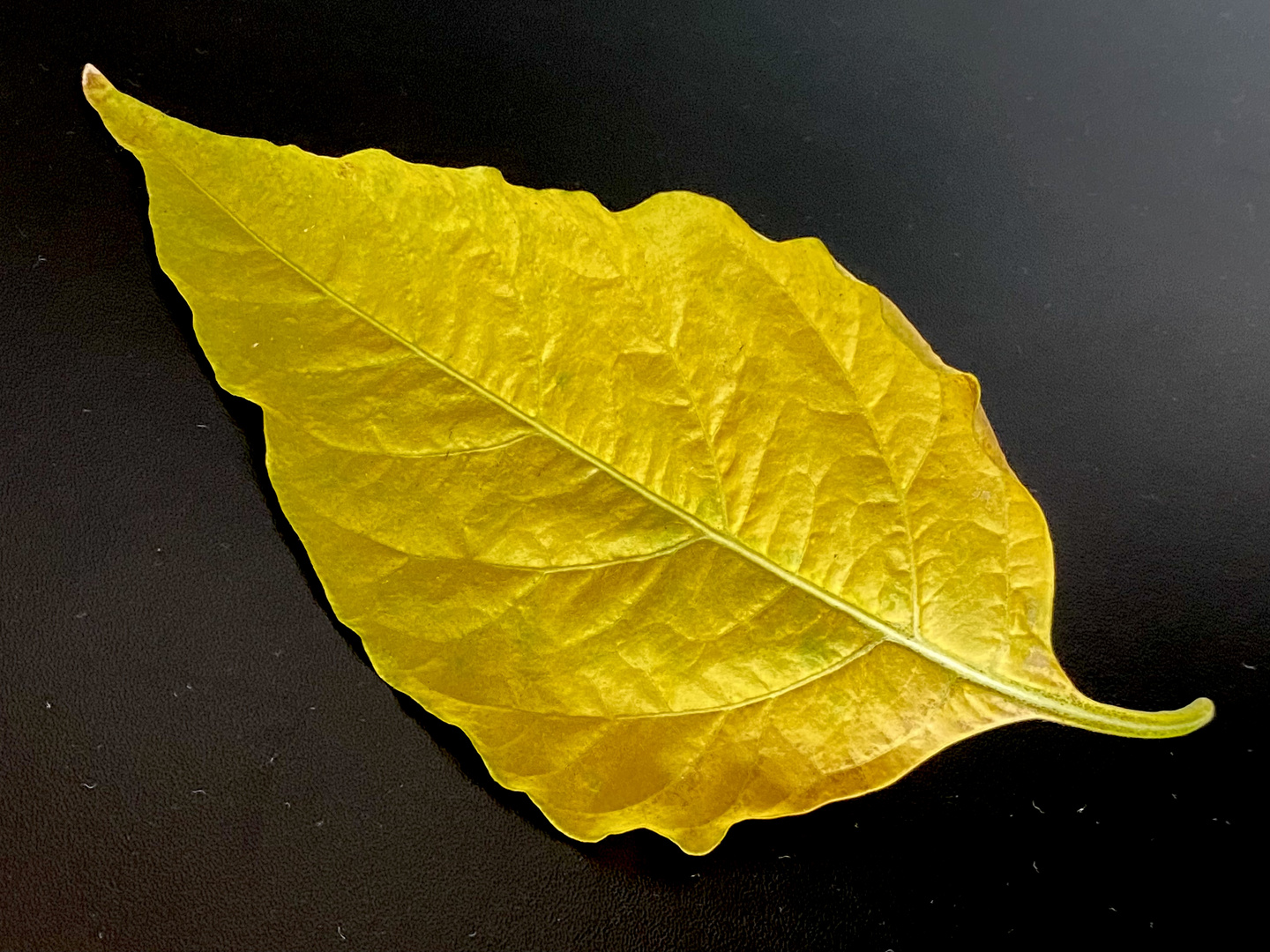 Leaf