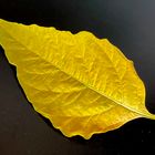 Leaf