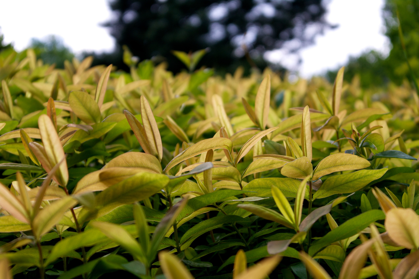 leaf alarm