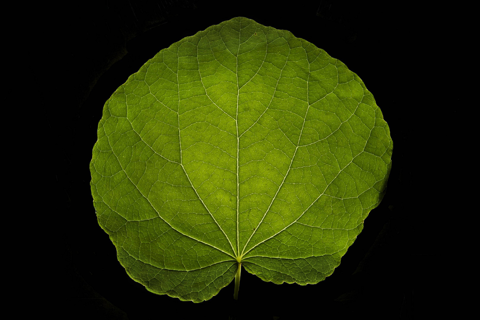 Leaf anatomy