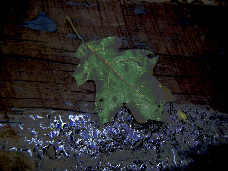 Leaf and tar