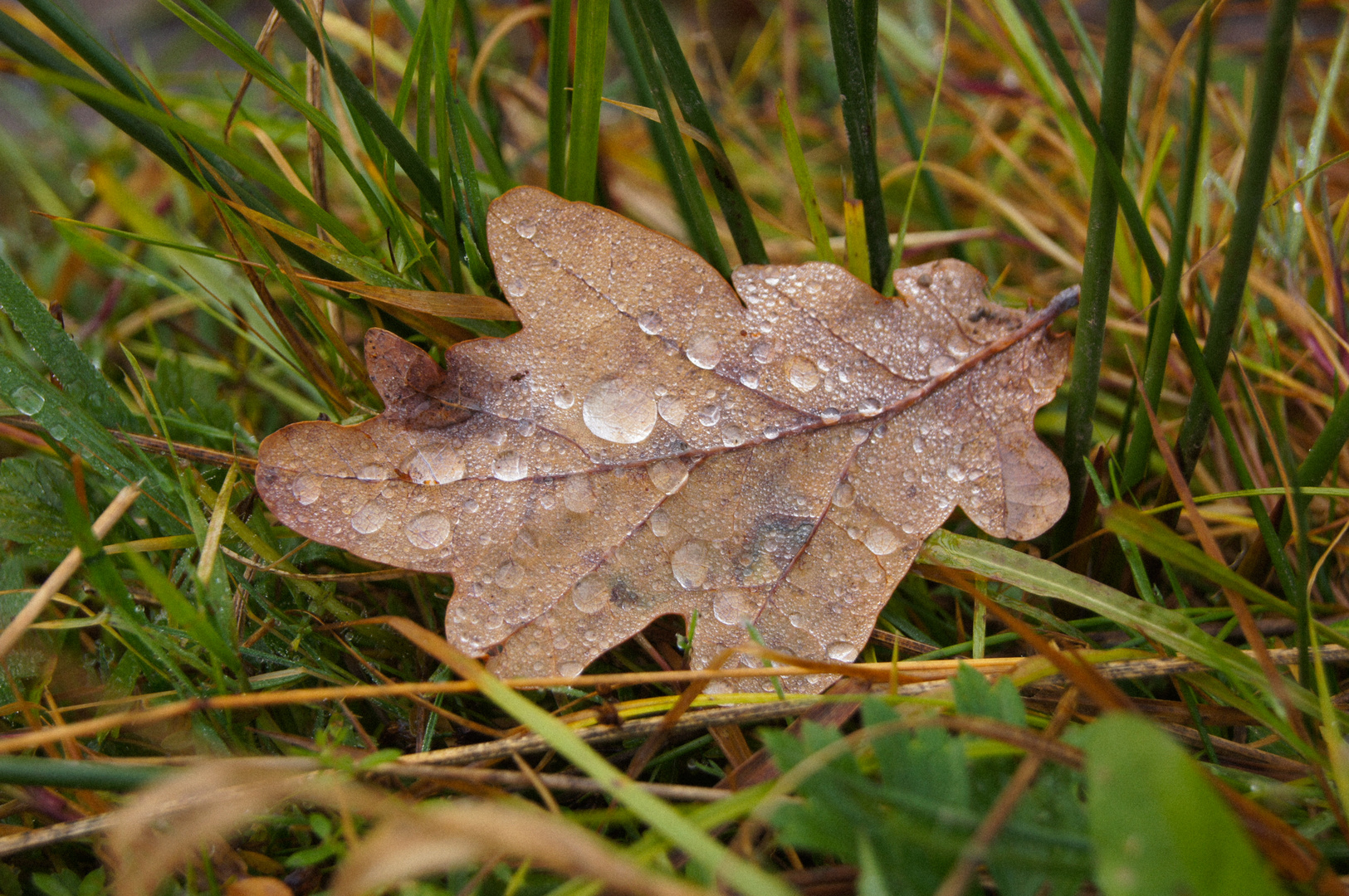 leaf and waterdrops