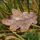 leaf and waterdrops