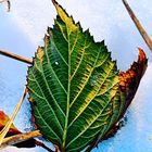 leaf-art