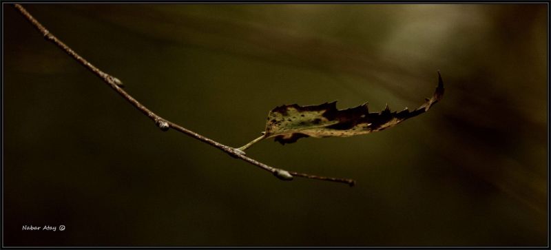 Leaf Art