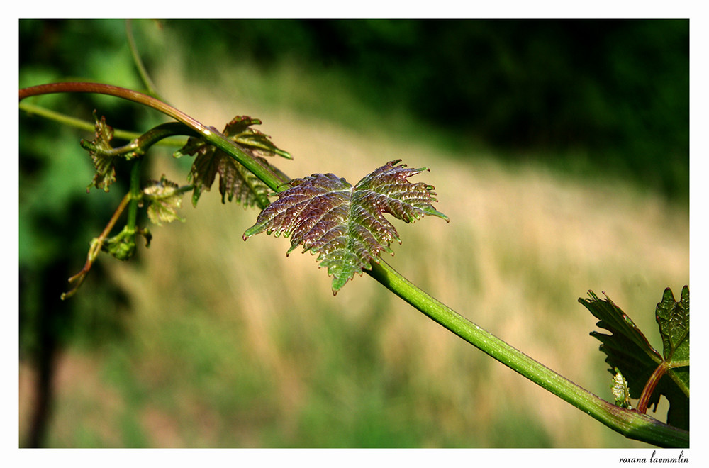 leaf