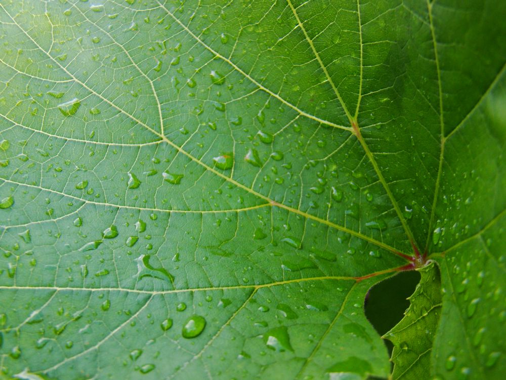 leaf