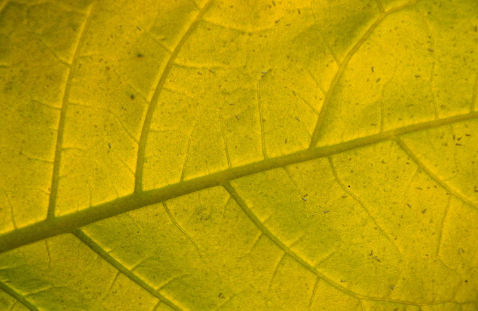 Leaf