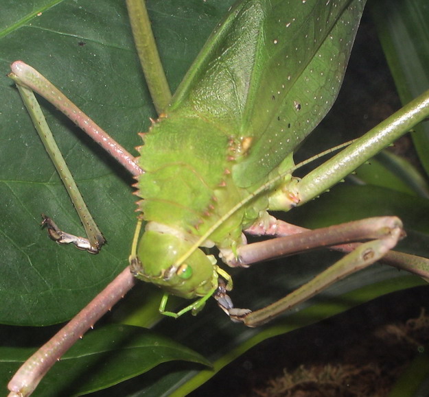 Leaf Bug