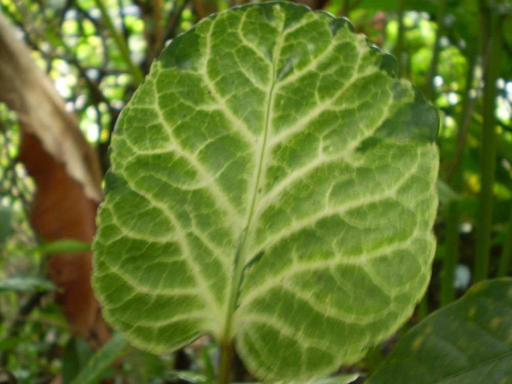 leaf