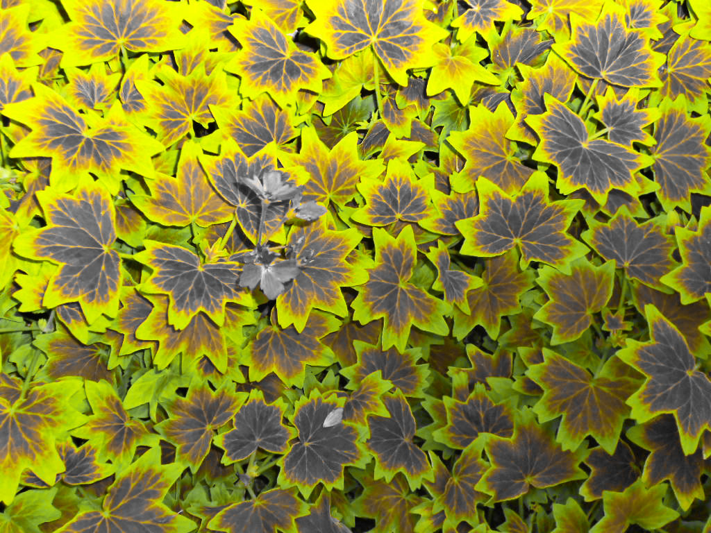 Leaf Collage 3