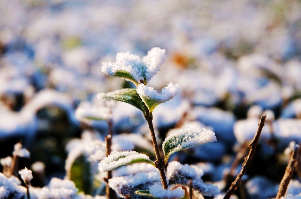 Leaf cover by ice