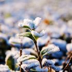 Leaf cover by ice