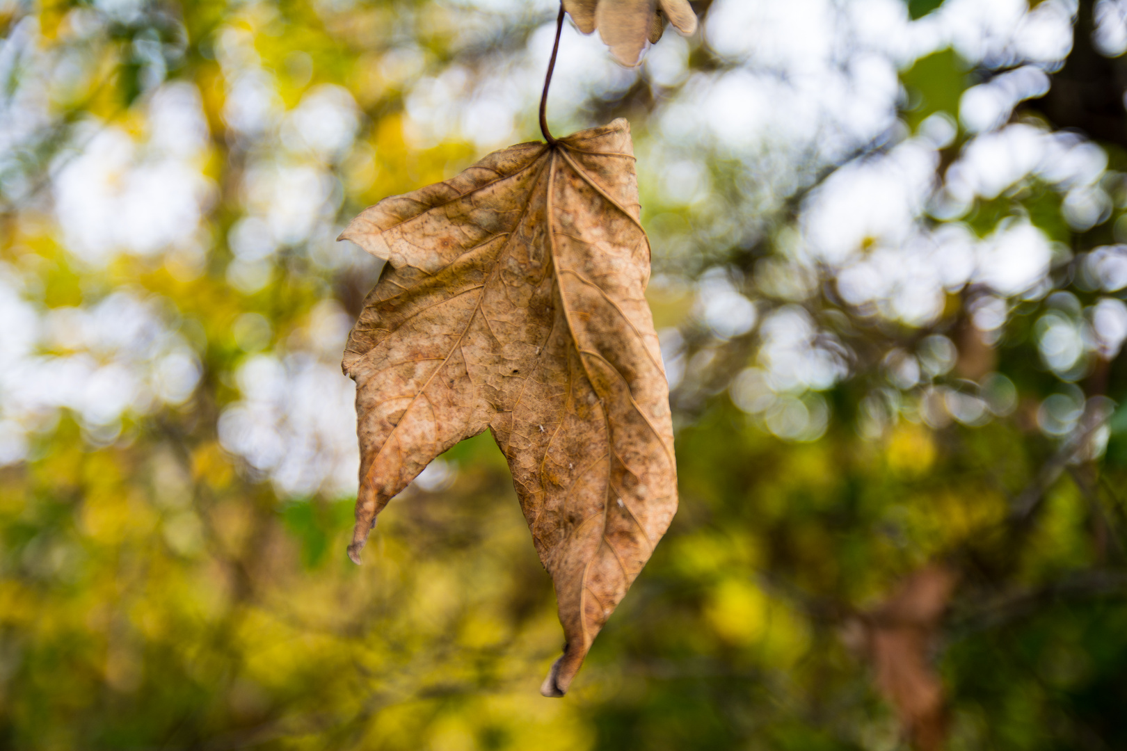 Leaf