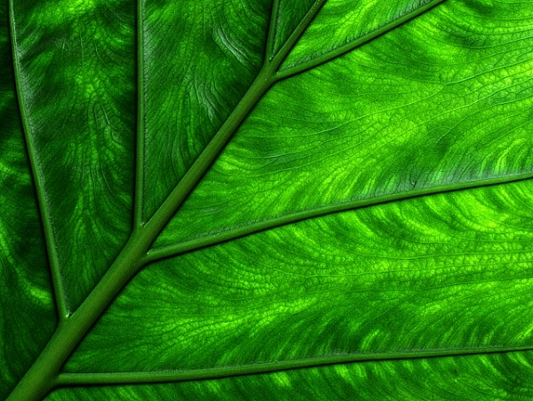 leaf detail