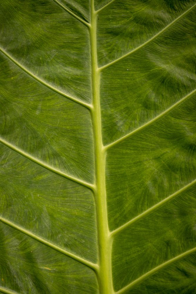 Leaf