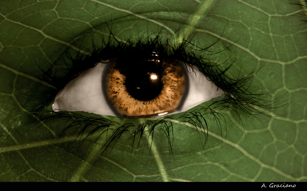 Leaf eye