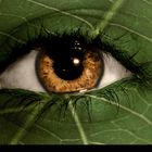 Leaf eye