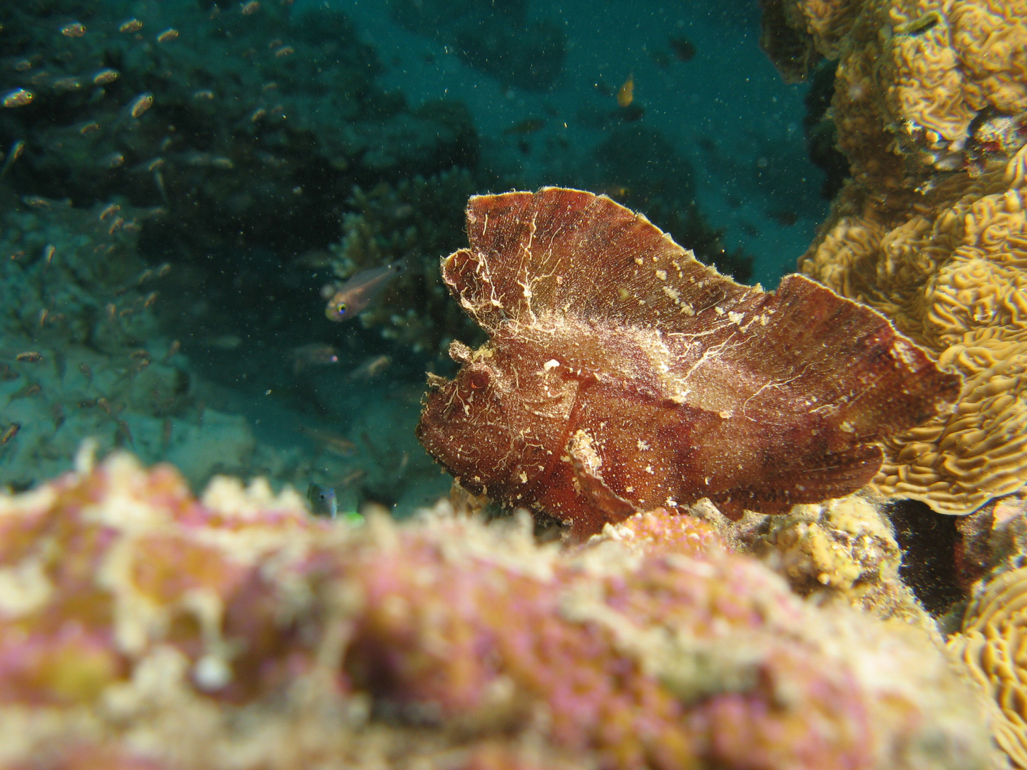 Leaf fish