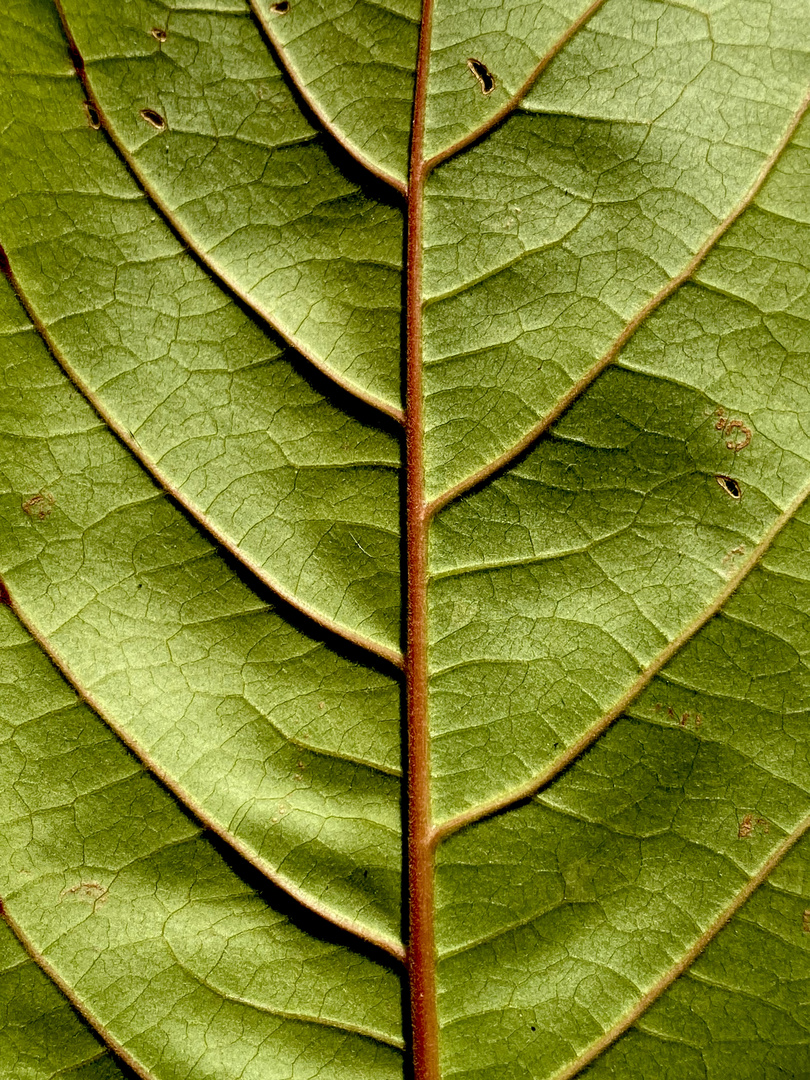 Leaf - Folha