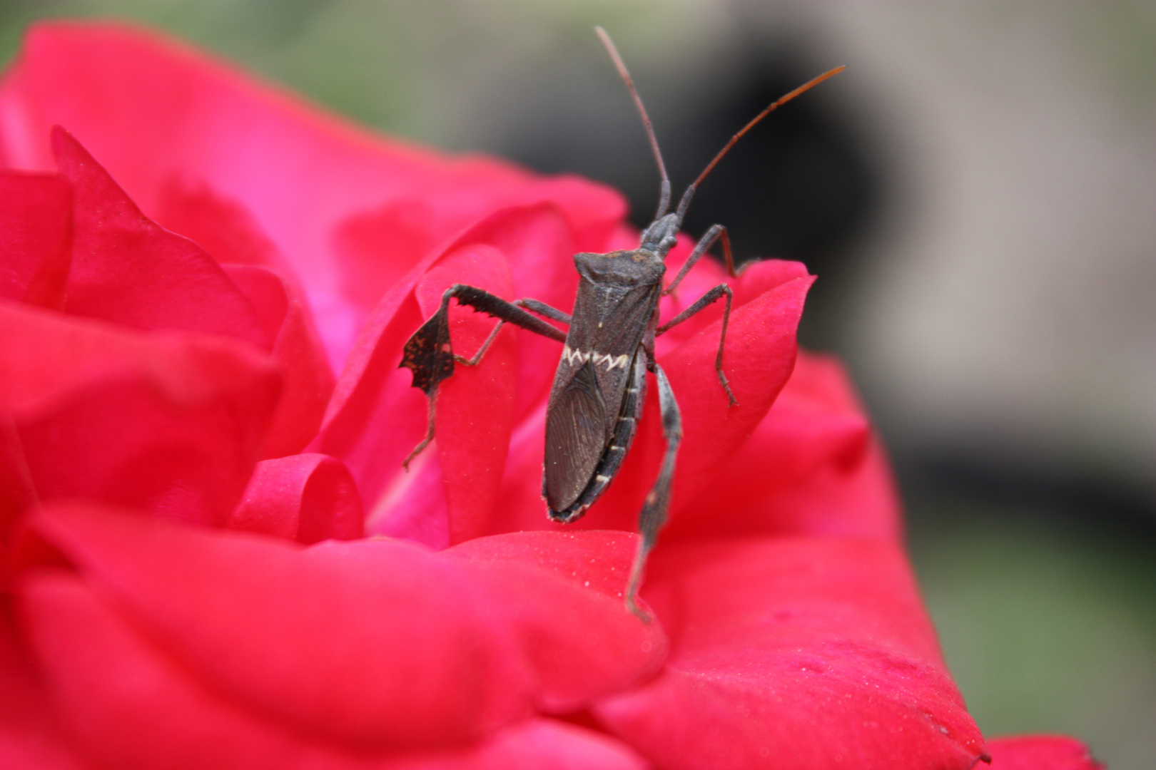 Leaf Footed Bug on a Rose