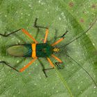 Leaf-footed Bug (Phthiarella decorata)