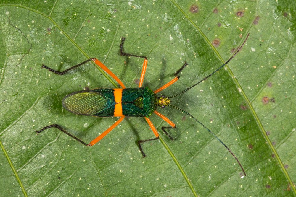 Leaf-footed Bug (Phthiarella decorata)