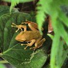 Leaf Frog