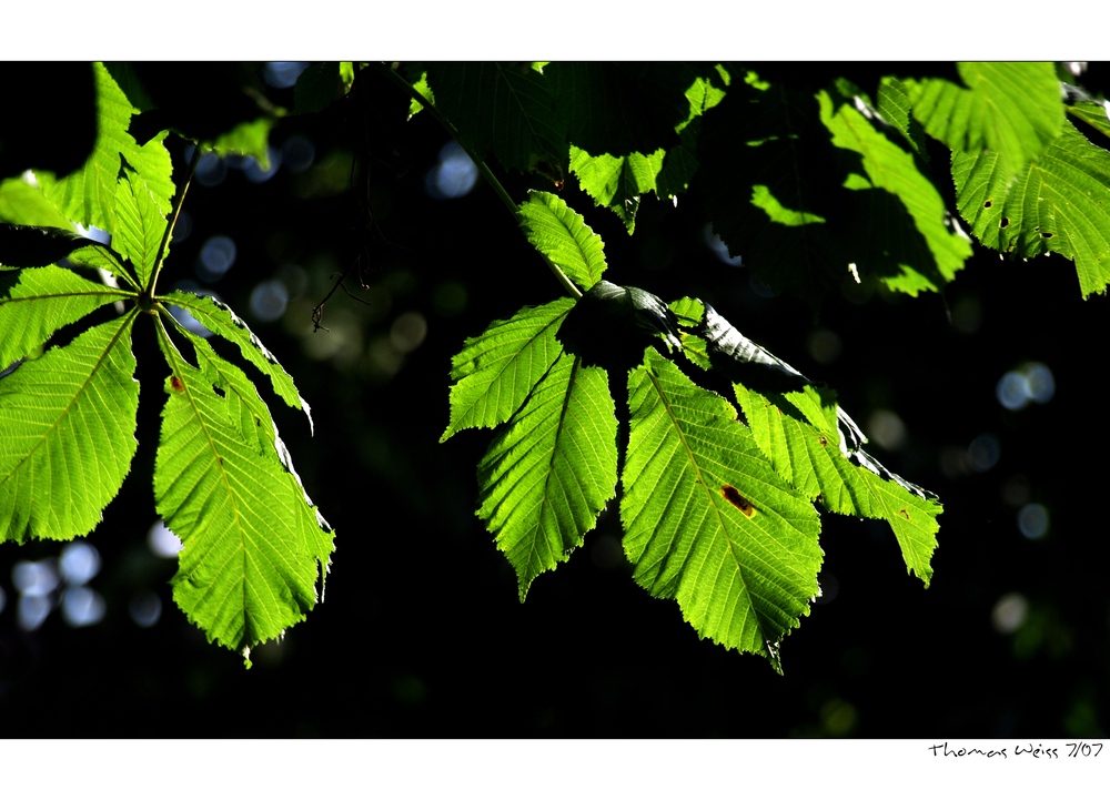 leaf green