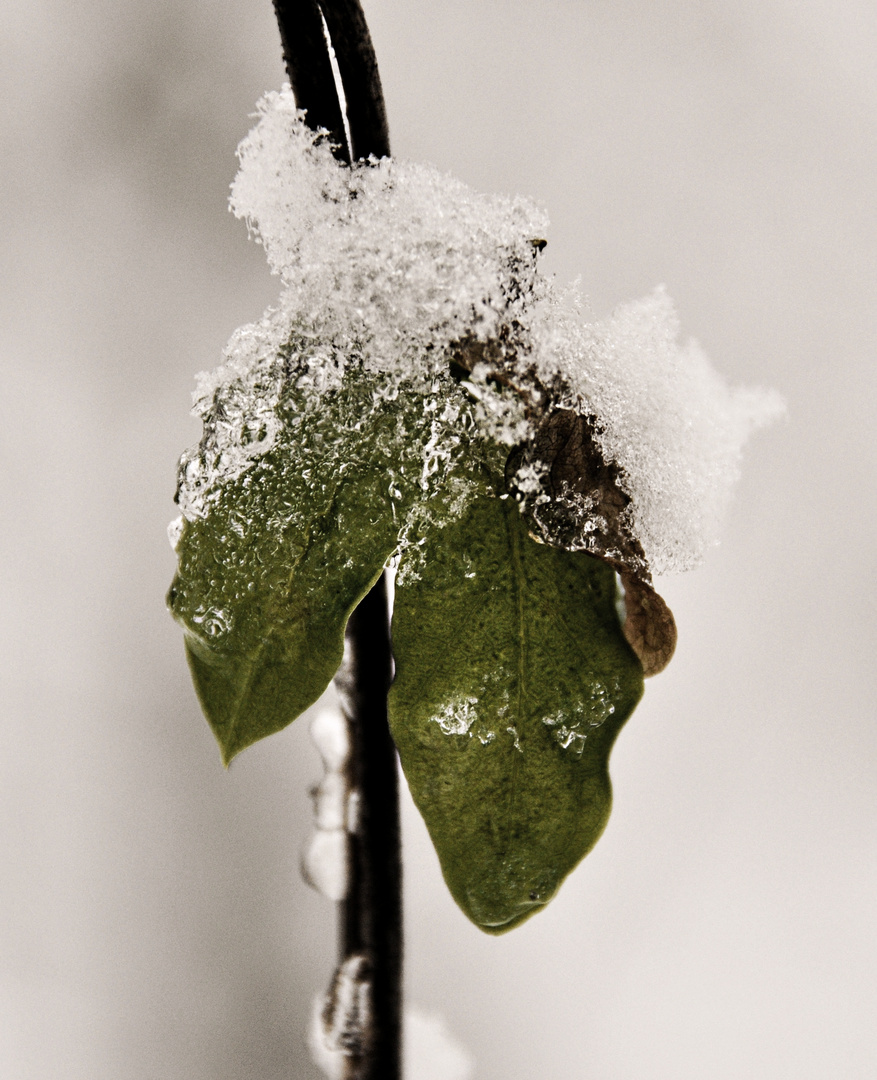 Leaf Iced