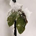 Leaf Iced