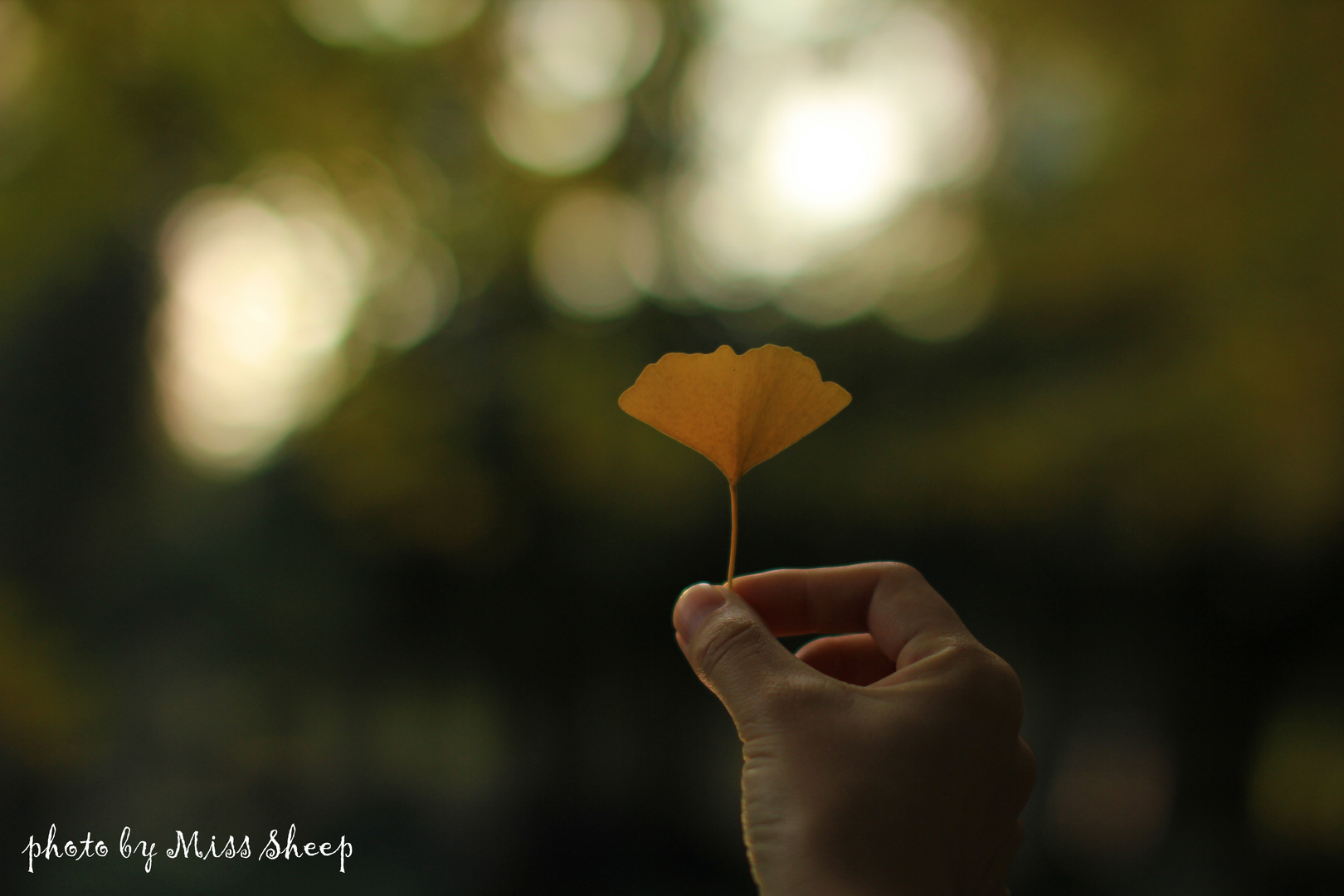 leaf in hand